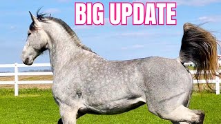 Belle is LEAVING The Farm… by Free Spirit Equestrian 121,317 views 2 weeks ago 35 minutes