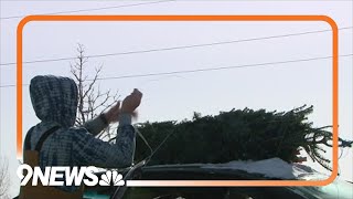 Arvada nursery gives away Christmas trees to those in need