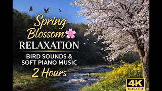 Spring Blossom Relaxation 🌸 Bird Sounds & Soft Piano Music 4K (2 Hours) screenshot 2
