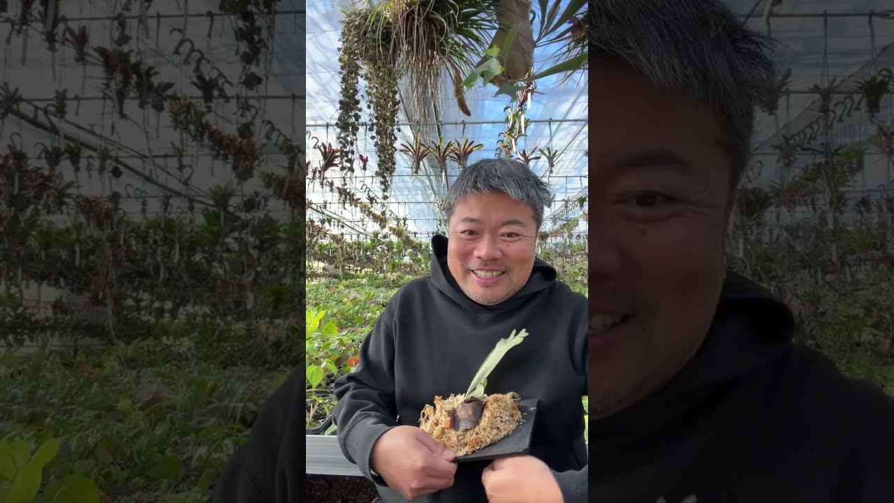 Replacing the old staghorn fern board - YouTube