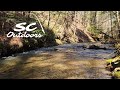 Exploring a pa state forest wild trout stream