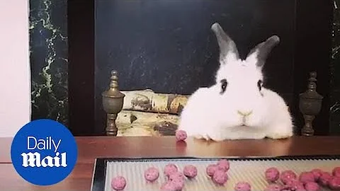 Adorable rabbit gets hilariously excited at the sight of food - DayDayNews