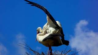 Stork in wildlife
