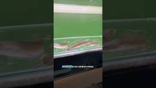 Sedih unboxing channa blue bengal #channa #snakehead #channabluebengal