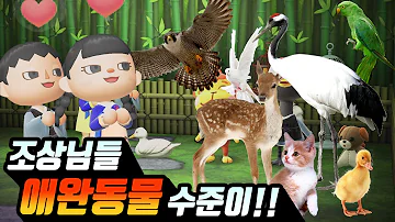 모동숲에서 반려동물 키우기
