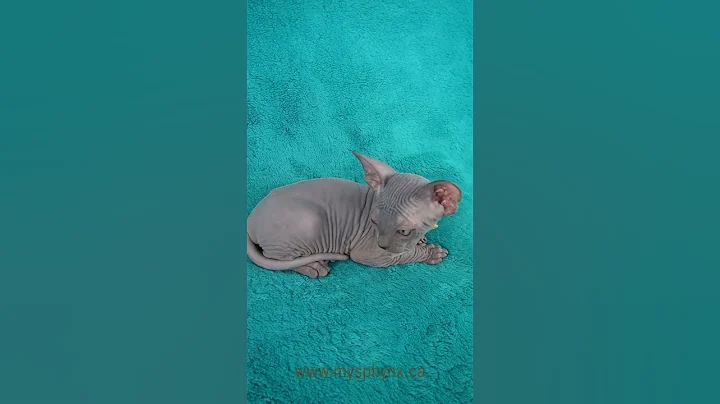 Video 2146931: canadian sphynx cattery, kitten