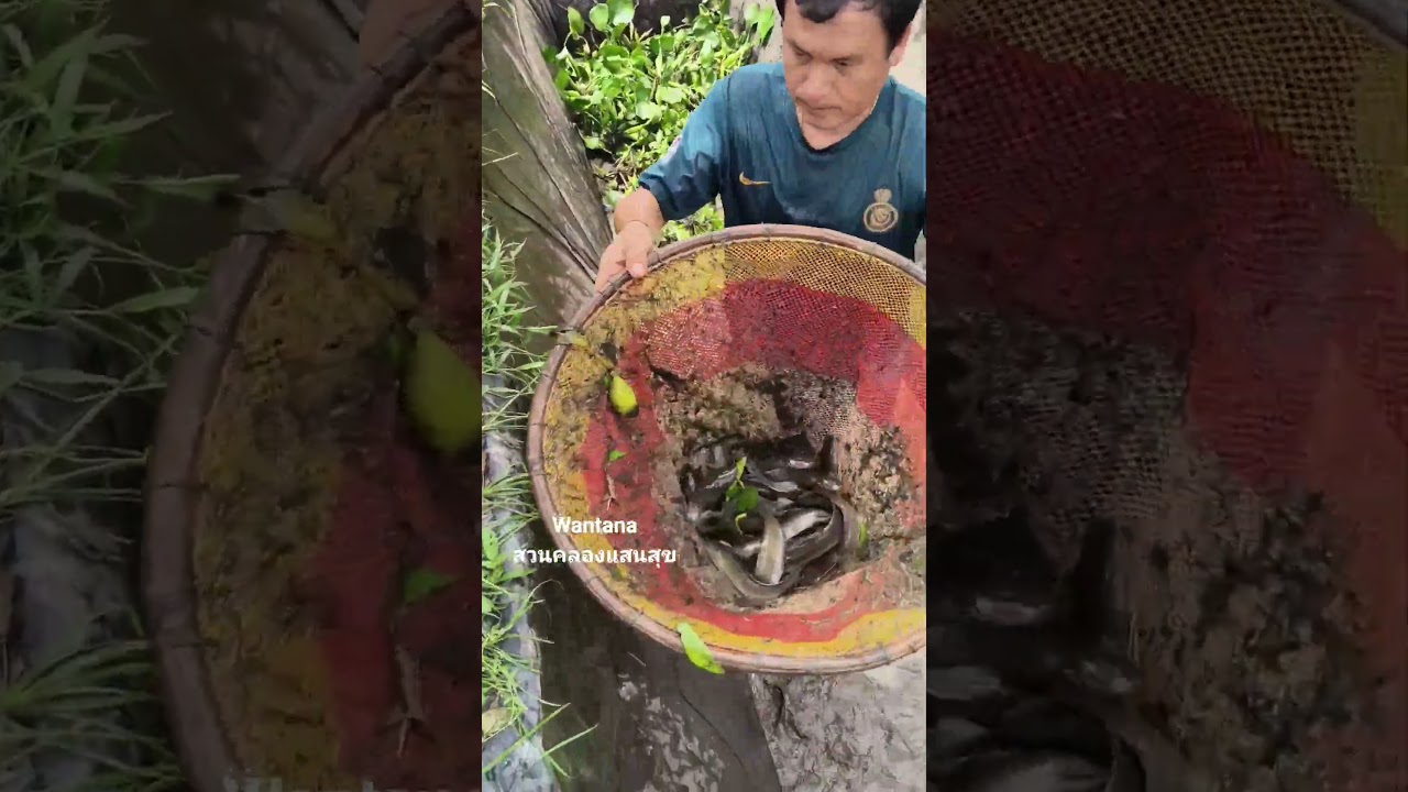 ตลาดสดของบ้าน #เลี้ยงปลาดุกในคลองไส้ไก่ #คลองไส้ไก่ #canal #nature #automobile #garden