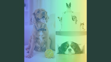 Pulsating Backdrops for Playful Dogs