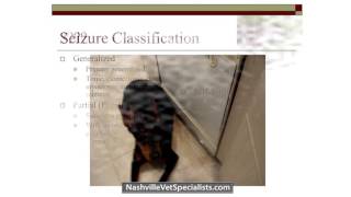 Seizures in the Veterinary Patient