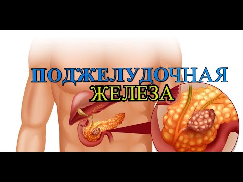 ПОДЖЕЛУДОЧНАЯ ЖЕЛЕЗА / ИЗУЧАЕМ ФУНКЦИИ / СТРОЕНИЕ / ЕГЭ / БИОЛОГИЯ
