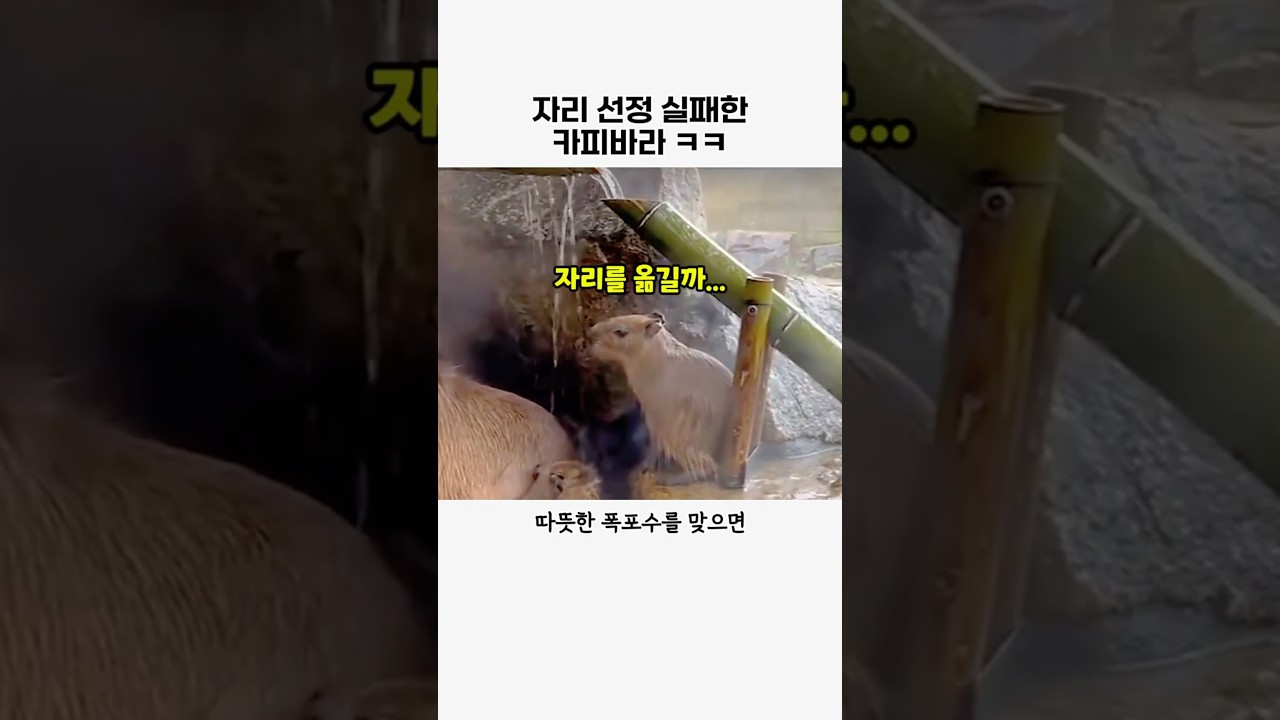 위치선정 실패한 카피바라 #동물#카피바라#귀여운동물#유머#aniaml