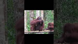 Orangutan Family At Feeding Post.