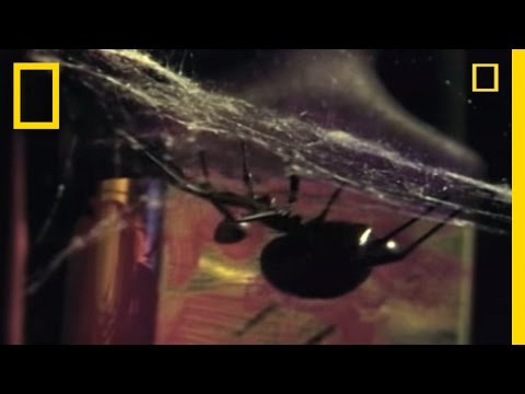 Deadliest Mates: Black Widow Spider | National Geographic