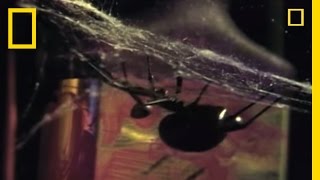 Deadliest Mates: Black Widow Spider | National Geographic