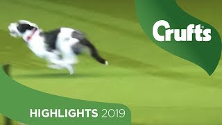 Tatty The Rescue Dog Makes A Run For It Crufts 2019