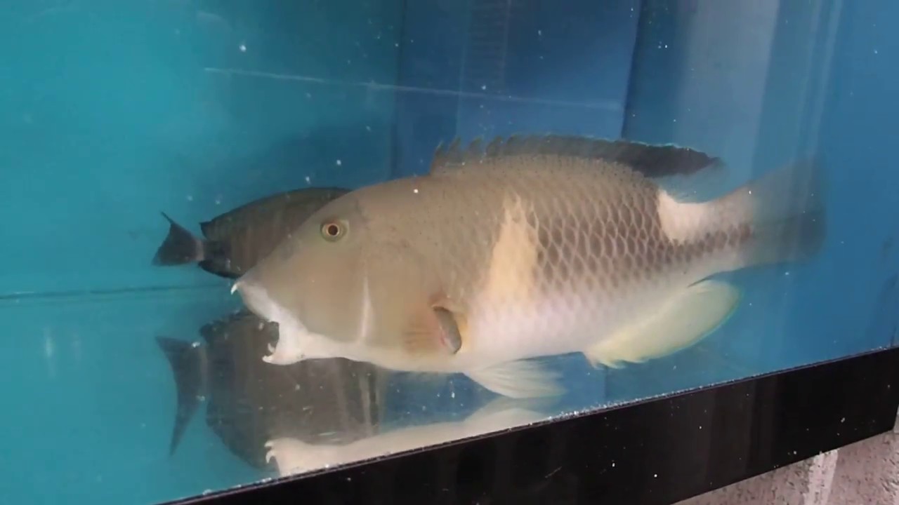 クサビベラ若魚 成魚 シガテラブログ