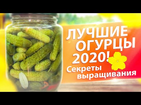 ПОСЕЙТЕ В 2020! ТОП-5 ОГУРЦОВ. ПОЧЕМУ ОГУРЦЫ ГОРЬКИЕ?