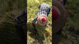  “Months of Hard Work Finally Paid Off | Rice Harvest in the Village”