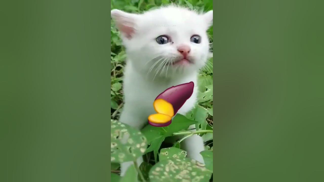 cute Baby Cat Eat Red Potato viral shortfeed shortsvideo cute-baby-cat-eat-red-potato-viral-shortfeed-shortsvideo