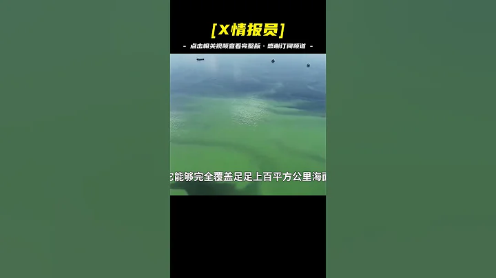 青島再遭滸苔侵襲，打撈後運去了哪？是危機還是商機？ - 天天要聞