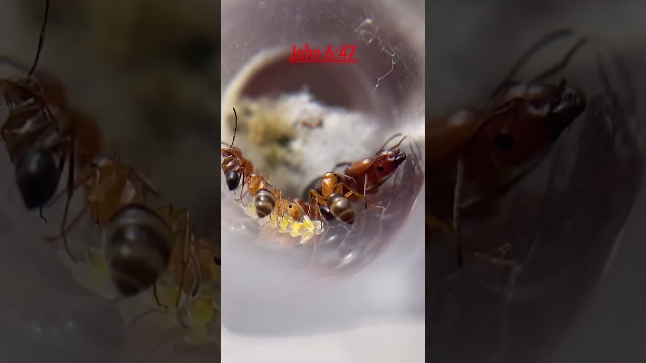 Queen Ants EGGS Are *TRANSFORMING*