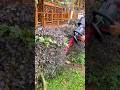 Efficient Garden Maintenance Using a High-Speed Electric Hedge Trimmer Tool #shorts