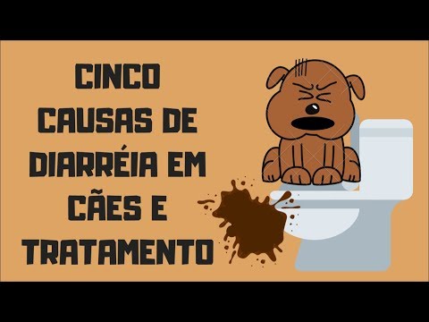 Vídeo: O Que Pode Causar Diarreia Em Um Cão?