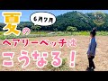 【ヘアリーベッチ】秋蒔き・春蒔き　その後の様子！【緑肥】【土づくり】