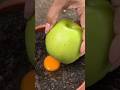 زرعت تفاحة فوق بيضة فحدثت صدمة 