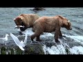 Bears at Brooks Falls - Katmai National Park