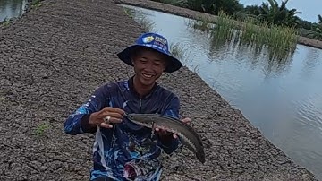 HÀNH TRÌNH CHỐNG MÓM TẬP 89 câu cá lóc líp khóm lên cá liên tục