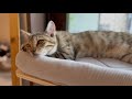 【保護猫】子猫を保護してわずか数日の出来事に驚愕… #花火ネコ