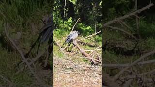 Just me and a big bird talking in the forest. #birdworld #birdspotter