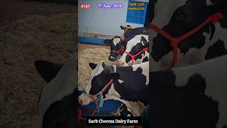 4 गायों की सेलेक्शन फाइनल 😍 उत्तराखंड के किसान भाई हुए खुश | New Jersey Cow Lot Arrived 🚛🐄 #minivlog