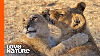 Adorable Lion Cubs Greet Newborn Cousins