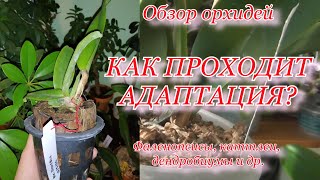видео: Обзор орхидей: как проходит адаптация? Каттлеи, фаленопсисы, дендробиумы и прочие орхи. 20.10.2020 картинка: Обзор орхидей: как проходит адаптация? Каттлеи, фаленопсисы, дендробиумы и прочие орхи. 20.10.2020
