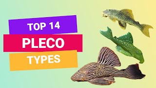TOP 14 TYPES OF PLECO | PLECOSTOMUS | FINDING FISHES