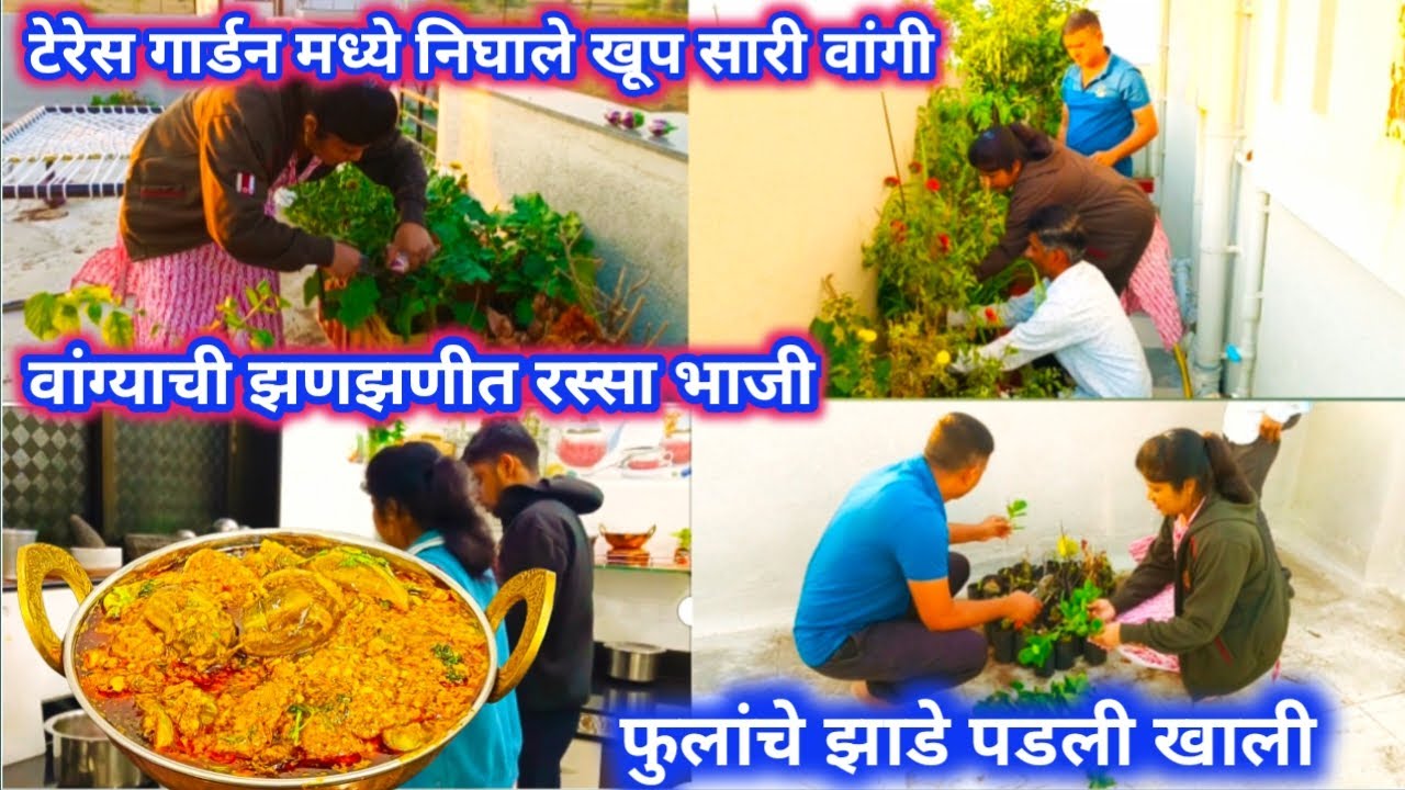 टेरेस गार्डन मध्ये निघाले खूप सारे वांगे /झणझणीत भरल्या वांग्याची भाजी / फुलांचे झाडे पडली खाली/