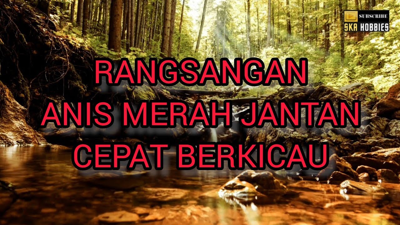Terapi Burung Anis Merah, MERANGSANG Anis Merah Jantan Cepat Berkicau.