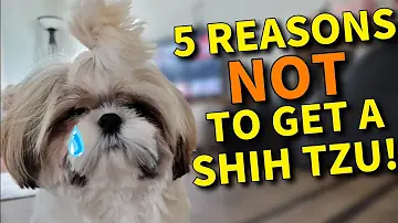 Are Shih Tzus aggressive?