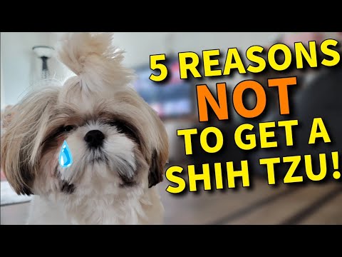 5 Reasons Why you should NOT get a Shih Tzu Puppy