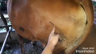 Tanda-Tanda Sapi #Marlibet Minta Kawin (Characteristics Of Cow's Estrous)