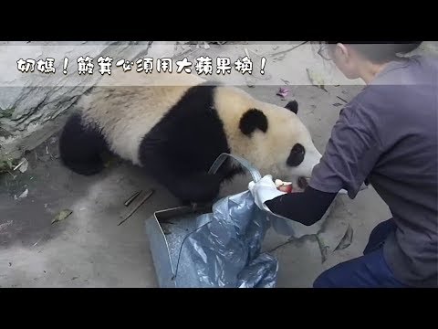 《熊貓早晚安》說！你是要簸箕還是要我？| iPanda熊貓頻道