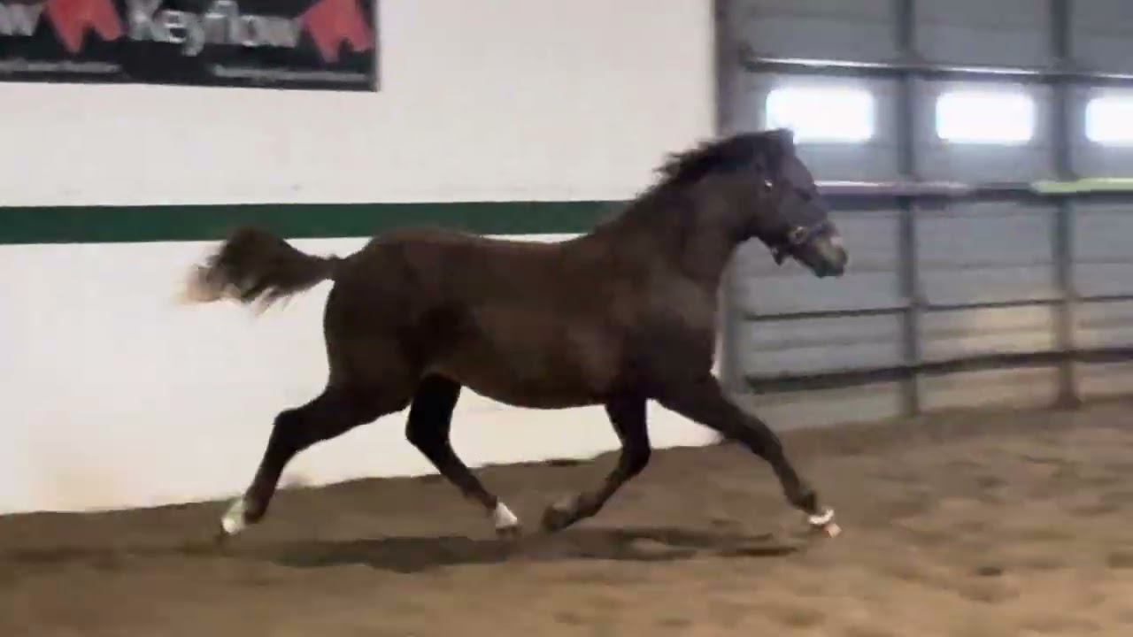 “FDF Charleston Chew” aka Chewy by Benlea Euraid Rambler