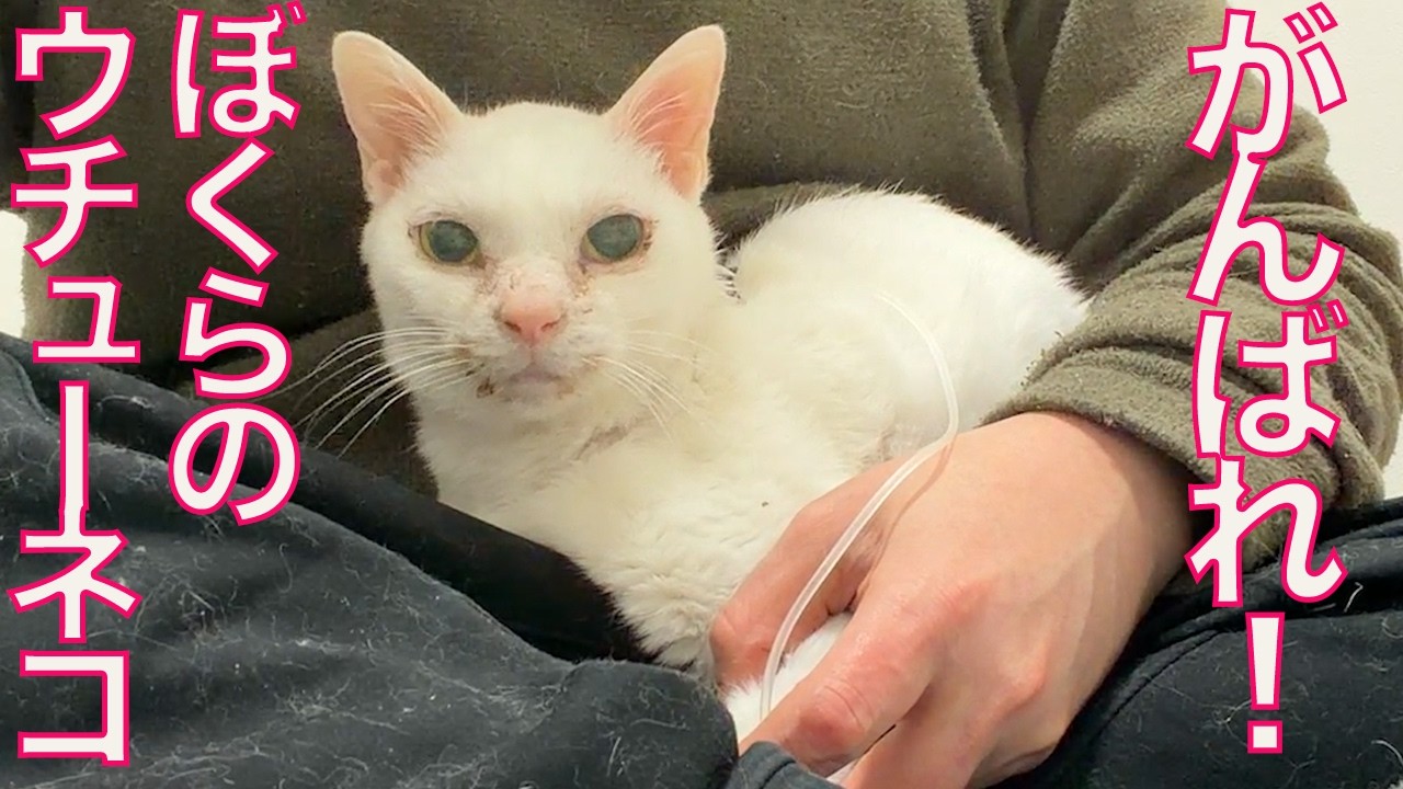 ウチューネコ、この星の病魔と闘う　My spacecat return agein