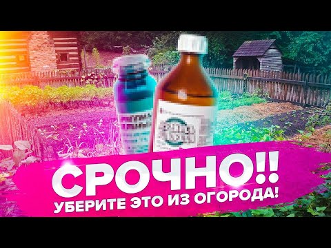 ОТВЕЧАЕМ НА ВОПРОСЫ. ПОЧЕМУ НАШАТЫРНЫЙ СПИРТ, ЙОД, МЕДНАЯ ПРОВОЛОКА УБЪЮТ ВАШИ РАСТЕНИЯ?