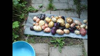 Ранний картофель и другие овощи на 1 июля 2019г.