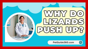 Why Do Lizards Push Up? - PetGuide360.com
