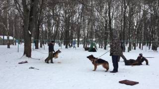 Фест Ревенхорст фом Сенеж Зее, 7 мес, часть 2.