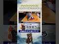 見たことないサイズ!ドラゴンタチウオの三枚おろしに挑戦